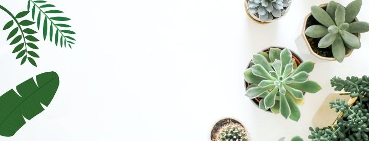 hire app developer for plant identification app